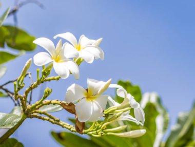 Beyaz Rave, gardenning için en sevdiği çiçek