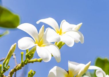 Beyaz Rave, gardenning için en sevdiği çiçek