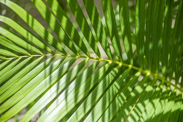 Chiudere Palma per un bellissimo modello — Foto Stock