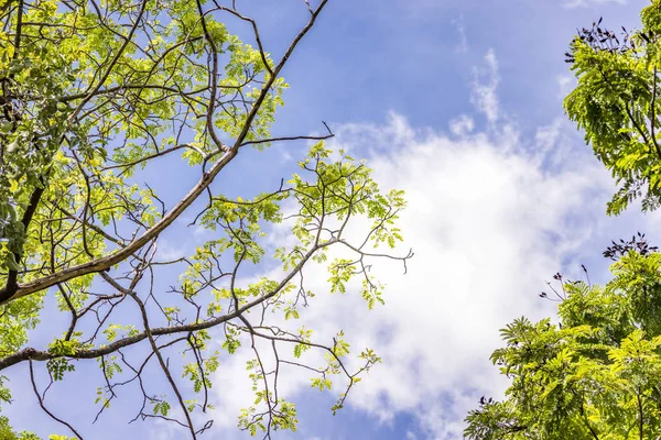 Hermoso cielo azul debajo del árbol — Foto de Stock