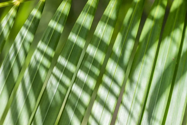 Chiudere Palma per un bellissimo modello — Foto Stock