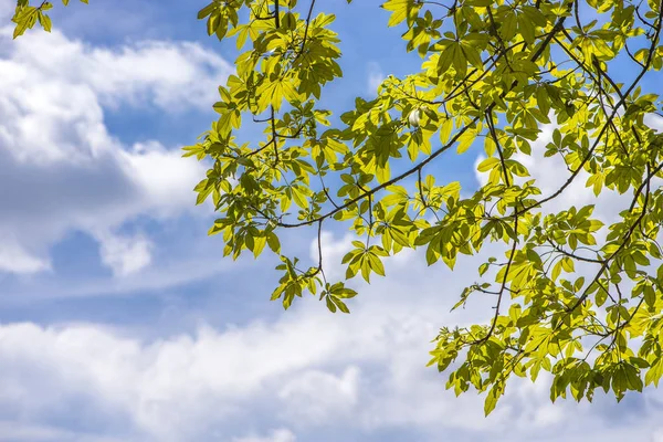 Ağacın altından güzel mavi gökyüzü