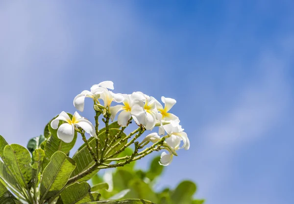 White Rave, il fiore preferito per il giardinaggio — Foto Stock