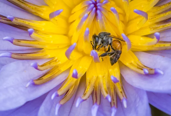 Abeja en flor de loto en macro disparo — Foto de Stock