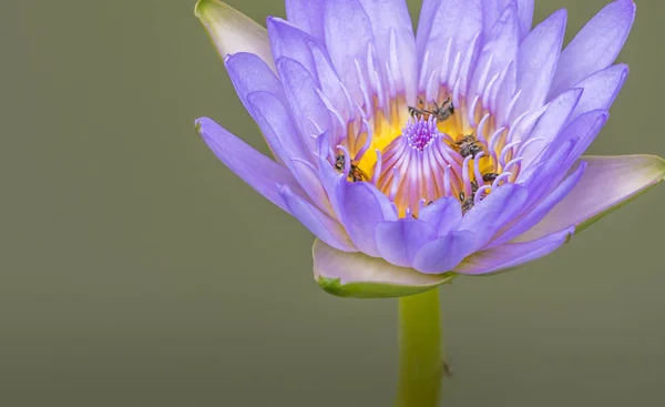 Hermoso loto en un jardín — Foto de Stock