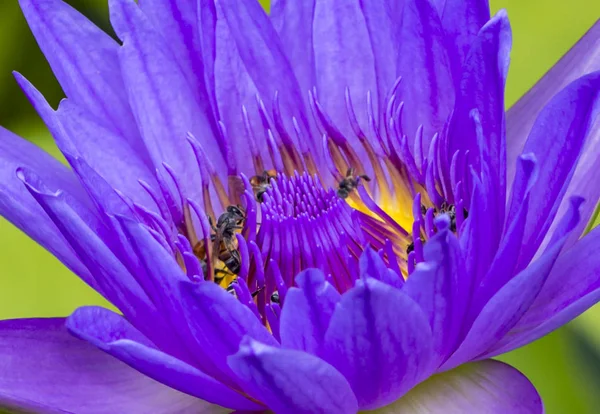 Pszczoła na kwiat lotosu w Zdjęcia makro — Zdjęcie stockowe