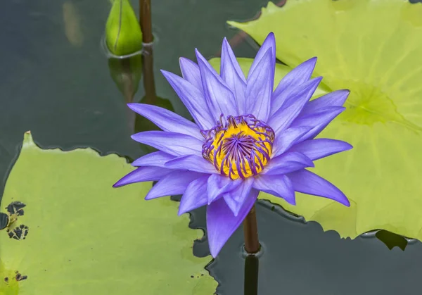 Όμορφη lotus σε έναν κήπο — Φωτογραφία Αρχείου