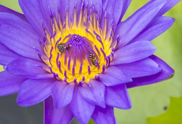 Abeja en flor de loto en macro disparo — Foto de Stock