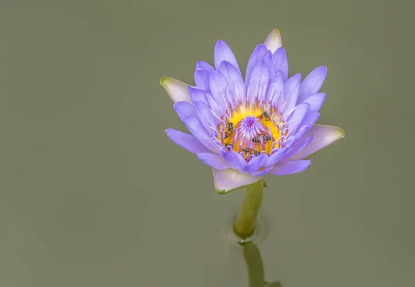 Beau lotus dans un jardin — Photo