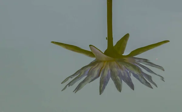 La réflexion du lotus — Photo