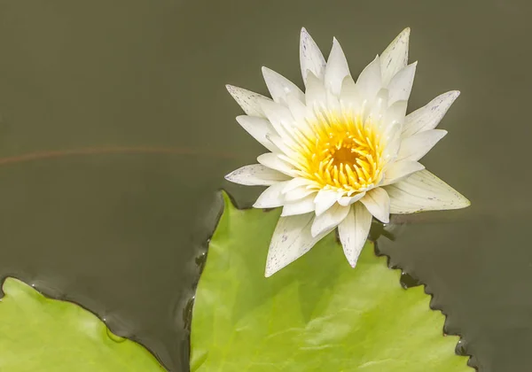 Όμορφη lotus σε έναν κήπο — Φωτογραφία Αρχείου