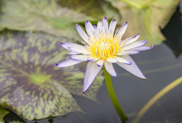 Όμορφη lotus σε έναν κήπο — Φωτογραφία Αρχείου