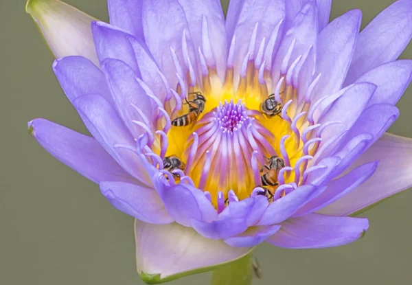 Pszczoła na kwiat lotosu w Zdjęcia makro — Zdjęcie stockowe