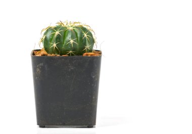 Beyaz arka plan üzerinde izole yuvarlak kaktüs