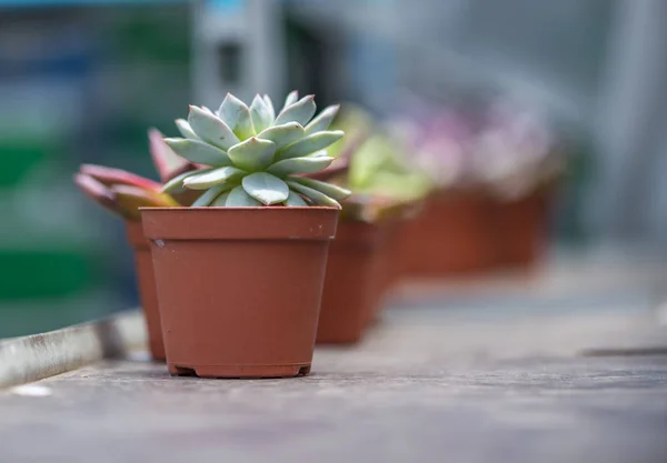 Selling small succulent in pot for decoration — Stock Photo, Image