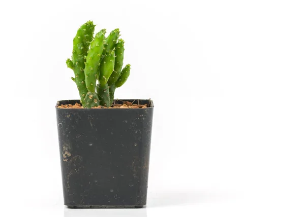 Cactus isolated on white background. Green plant black pot — Stock Photo, Image