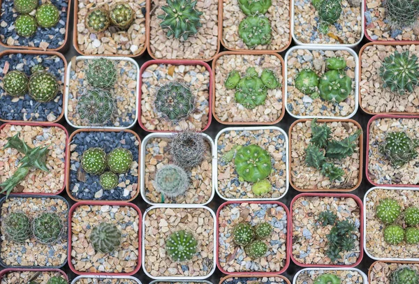 Cactus top view or Top view many cactus in pot — Stock Photo, Image