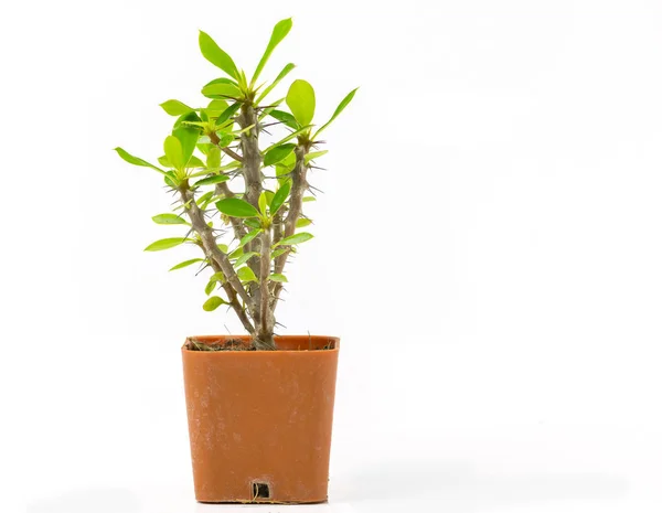 Kaktus izolovaných na bílém pozadí. Malá rostlina v hrnci — Stock fotografie