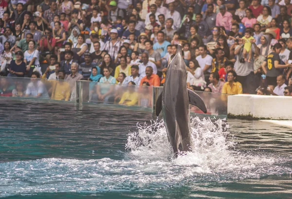 Delfín muestra truco sobre el agua — Foto de Stock