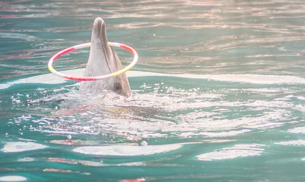 Espectáculo de delfines jugando aro — Foto de Stock