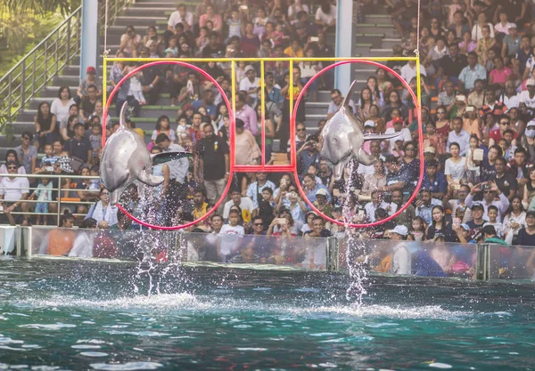 Espectáculos de delfines saltando a través del aro — Foto de Stock
