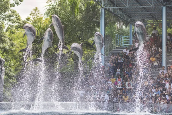 Delfín muestra saltando alto sobre el agua — Foto de Stock