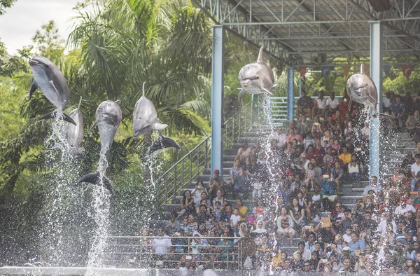 Dolphin muestra saltando — Foto de Stock