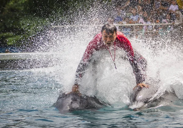 De cerca entrenador de pie montar en delfín en el espectáculo — Foto de Stock