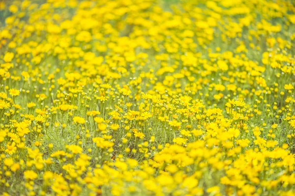 明るい黄色の光と Blured 黄色花 — ストック写真