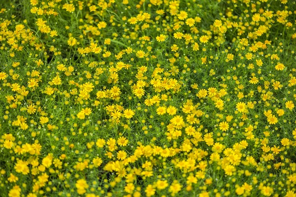 ぼやけて黄色の花畑 — ストック写真