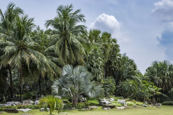 Grote tuin in een openbaar park van Zuidoost-Azië — Stockfoto