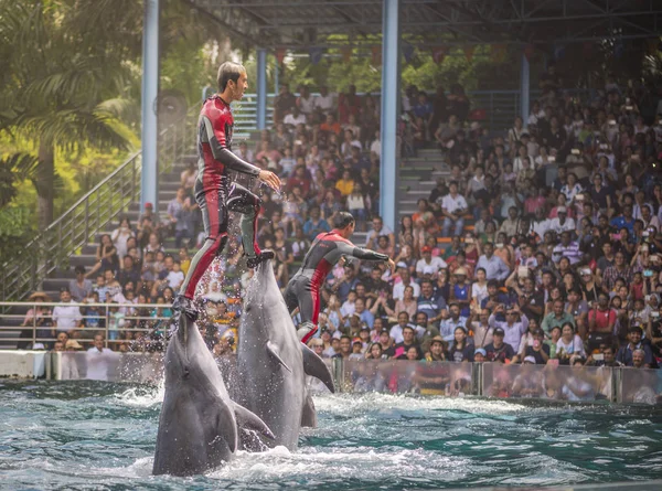 Entrenador de pie en el delfín en el espectáculo —  Fotos de Stock