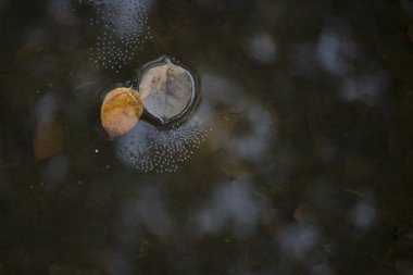 Suda Kurutulmuş yaprak