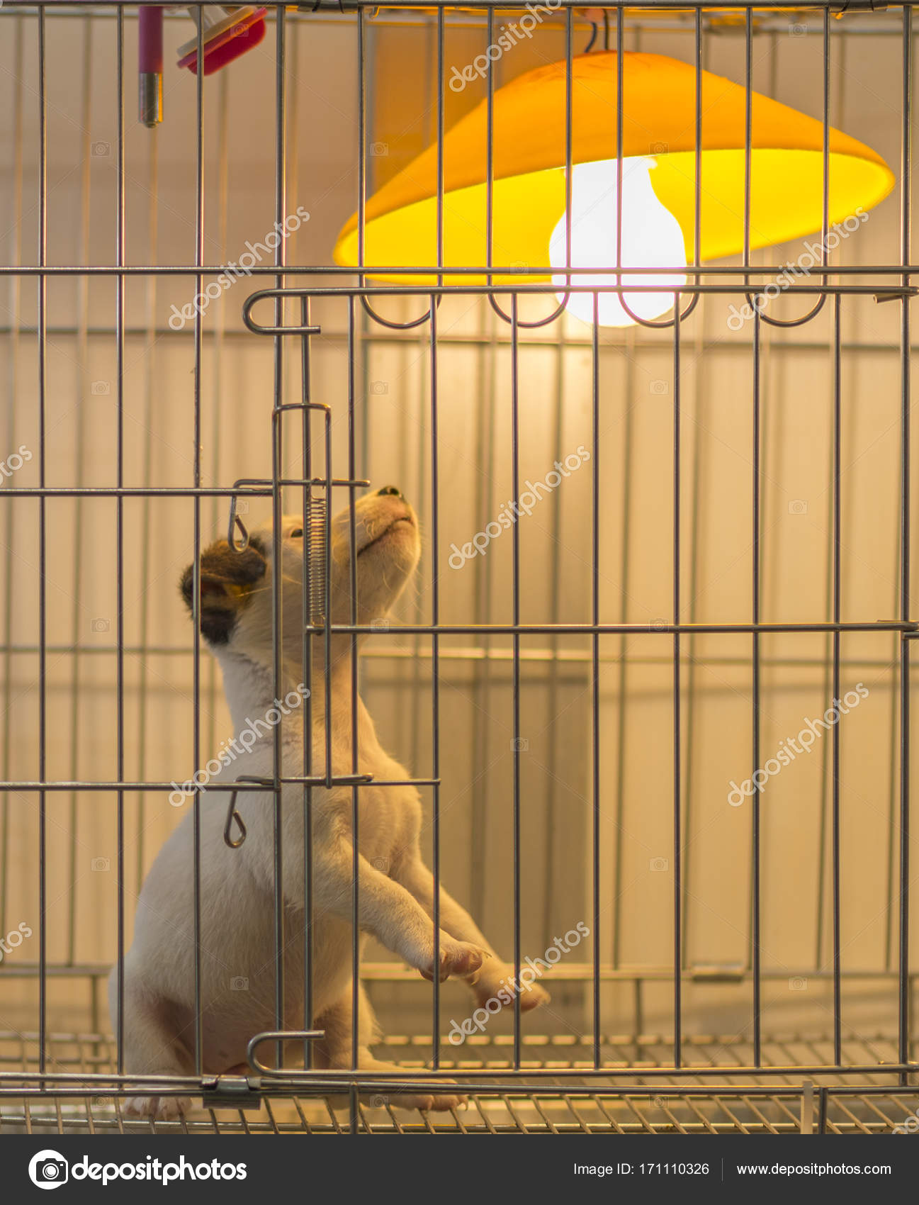 Small White Dog Looking Lamp Or Ing Stock Photo Small White Dog Looking Lamp Or Ing Stock Photo
