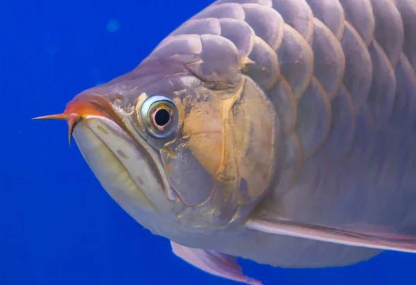 Close up Silver Arowana fish — Stock Photo, Image