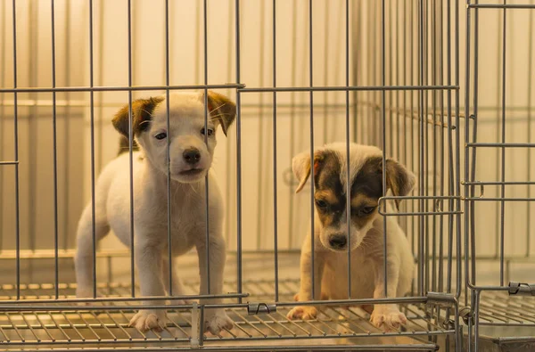 Kafeste küçük köpek satış