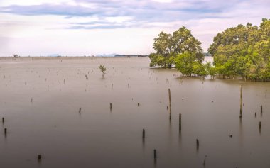 Mangrov ağaç Tayland. Yumuşak su ve bulut