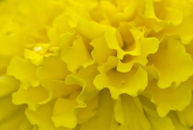 Makro arka plan doku Marigold çiçek