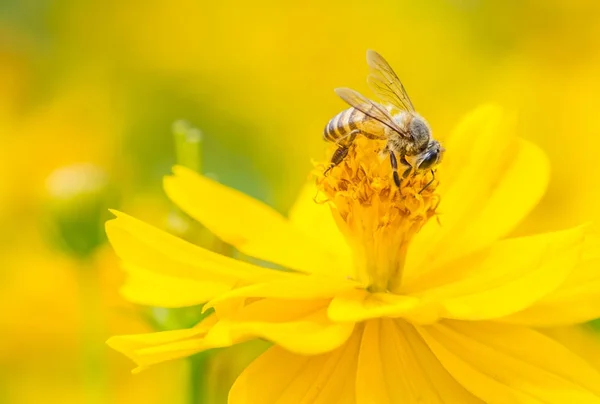 Makro Bee na żółty kwiat dzikiego. Żółty złoty odcień obrazu. — Zdjęcie stockowe
