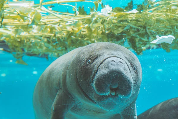 Manatee birlikte oynayan su altında