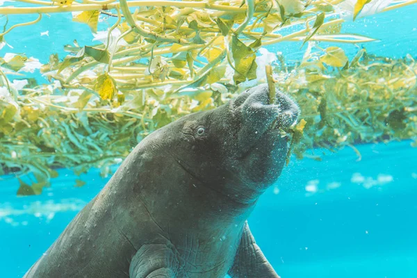 Peixe-boi gosta de comer debaixo de água — Fotografia de Stock