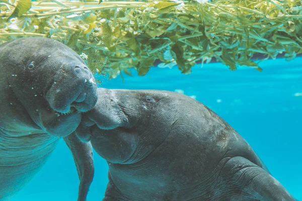 Seekuh aus nächster Nähe unter Wasser Blick in Kamera — Stockfoto