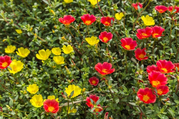 小さな赤と黄色の花の背景 — ストック写真