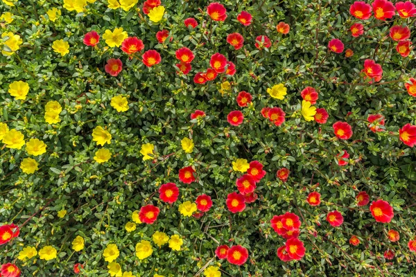 フィールド内の小さな赤と黄色の花の上のビュー — ストック写真