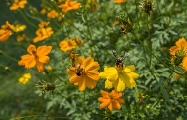 Bahçede çiçek üzerinde arı