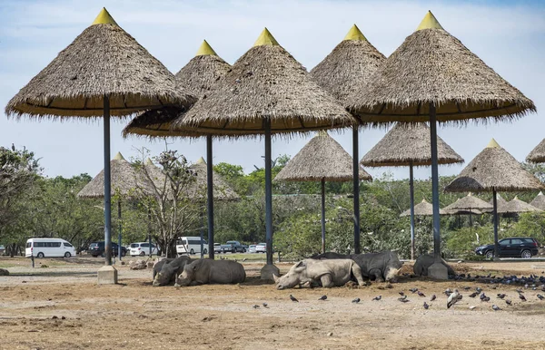 Rhino slapen lui — Stockfoto