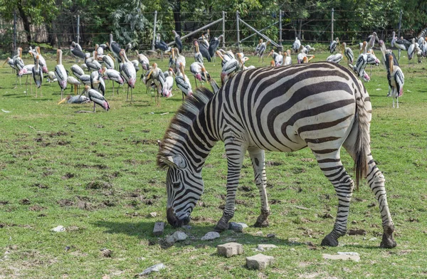 Zebra im offenen Zoo — Stockfoto