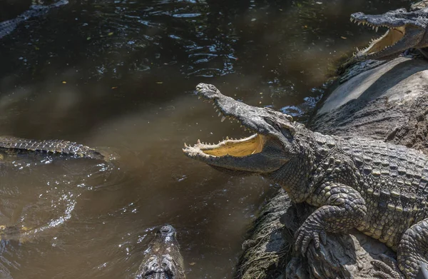 Coccodrilli da vicino in uno zoo, Thailandia — Foto Stock