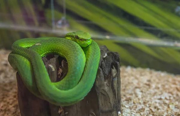 Зеленая змея на стволе дерева — стоковое фото