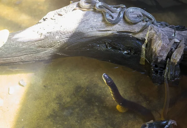Su yılanı puf karşı karşıya — Stok fotoğraf